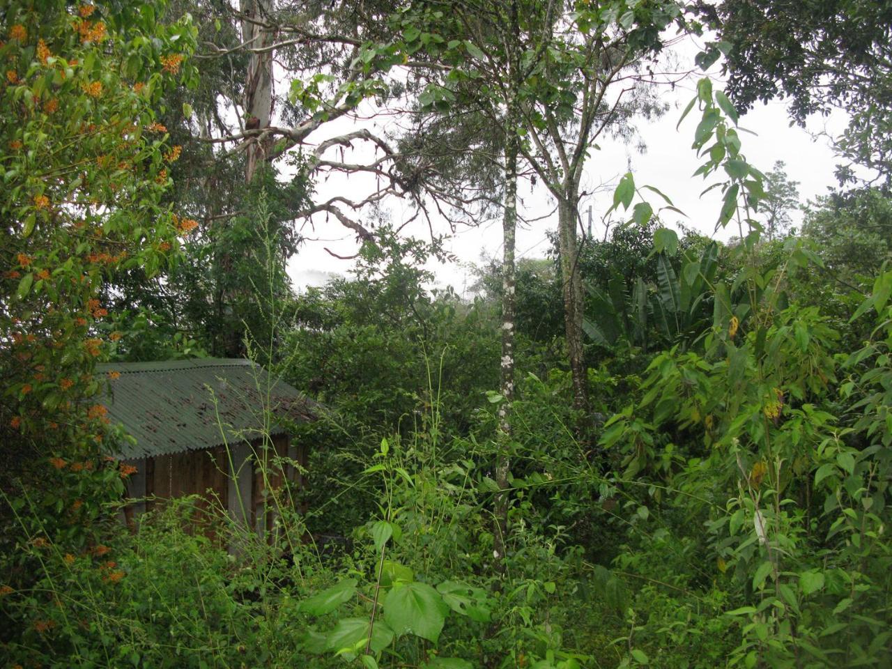 EcoLodge Kasaguadua Salento Bagian luar foto